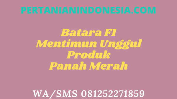 Batara F1 Mentimun Unggul Produk Panah Merah